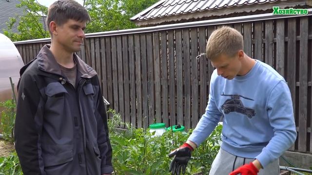 Не упустите момент! Если правильно подкормить капусту, то вы будете поражены размером головки! смотреть онлайн