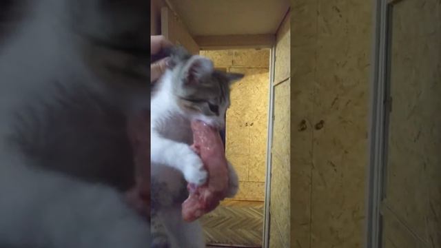 Кот халк или вечно голодный котенок)