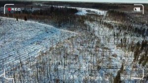 Охота на лося. Фрагменты с охоты. #ЛОСЬ #ОХОТАНАЛОСЯ