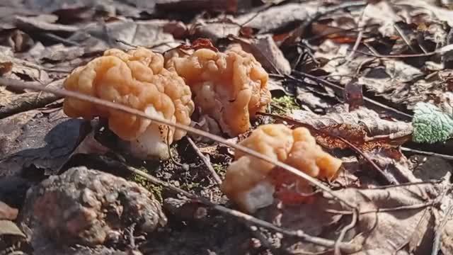 Нашли с Манькой грибы строчки в Измайловском лесопарке (2021.04.22_09:27:44)