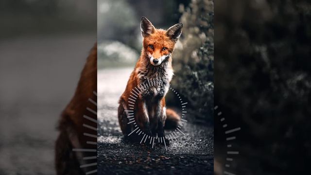 [ Fond Memories ] - Violin & Piano ~ Free From Copyright Music (FFCM) 2021