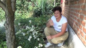 Красивые многолетние цветы  с белыми цветами ФИЗОСТЕГИЯ ВЕРГИНСКАЯ не оставит равнодушным никого