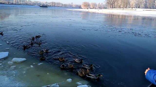 Кормление уточек. Могилев, Днепр смотреть онлайн