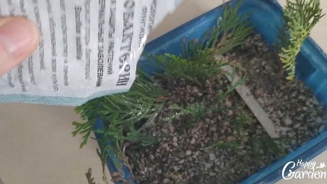 Черенкование туй и можжевельников в контейнере дома зимой. Секрет правильного грунта. смотреть онлайн