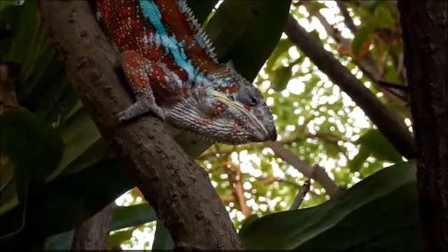 4k lizards video, iguana, chameleon смотреть онлайн
