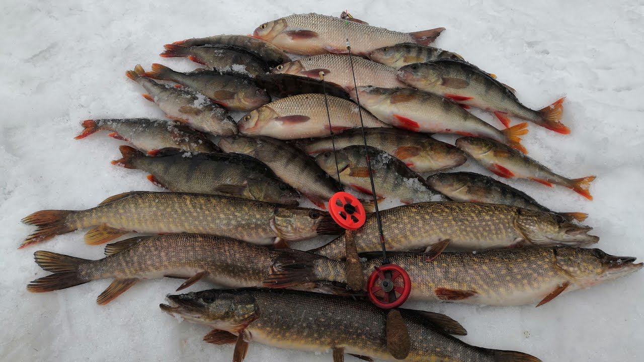 УТРОМ КЛЕВ БЫЛ НЕ ТАКОЙ АКТИВНЫЙ, НО СВОЮ РЫБУ Я НАШЕЛ.ЗИМНЯЯ РЫБАЛКА НА ТАЕЖНОЙ РЕКЕ В АПРЕЛЕ смотреть онлайн