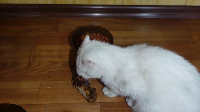 Наткнулись на брошенную кошку в недостроенном доме. Что произошло дальше? смотреть онлайн