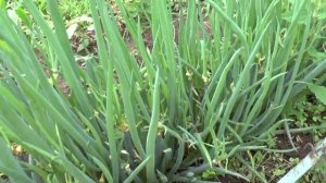 Как разводить и размножать лук батун. Продолжение.