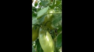 коллекционный сорт томата - Фиолетовая гордость Весселя.