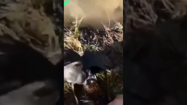 Жаба утку проглотила#рыбалка #2023 #youtubeshorts #youtube #shortvideo #fishing смотреть онлайн