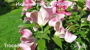 Сроки цветения лилий разных групп: Мартагоны, Азиатские, Восточные,ЛА, ОТ-гибриды, более 50 сортов.