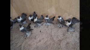 Самые Красивые и Гордые Голуби / Призёры каждой Выставки