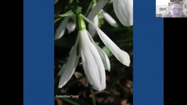 Snowdrops for Beginners - Michael Myers