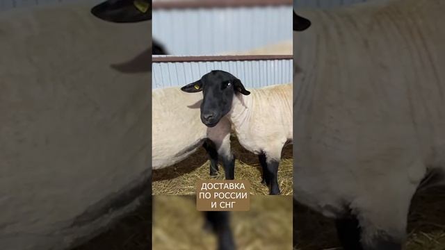 Реальный вес баранов Суффолк! смотреть онлайн