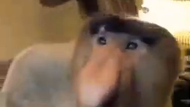 Обезьяна 🐒 в зоопарке)) смотреть онлайн