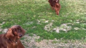 ИРЛАНДСКИЙ СЕТТЕР - ВСЕ О ПОРОДЕ. ИНТЕРЕСНЫЕ ФАКТЫ ОБ ИРЛАНДСКОМ СЕТТЕРЕ