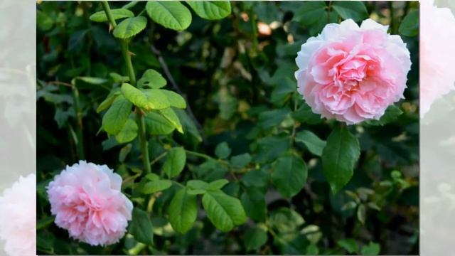 The Wedgwood Rose David Austin смотреть онлайн