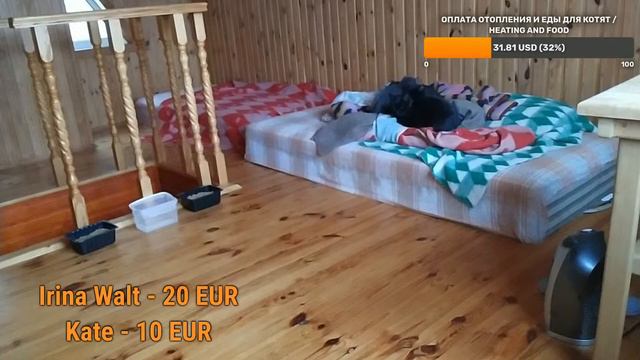 Помогите спасти котят на замерзающих дачах. смотреть онлайн