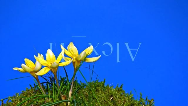 Crocus. Замедленная съёмка (Time-Lapse). Первые Весенние Цветы Крокусы. смотреть онлайн