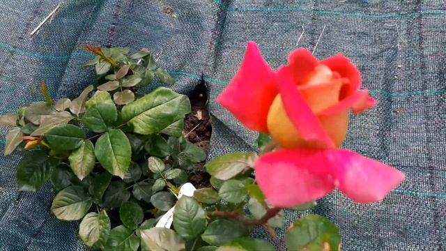 Роза Фольклор (Folklore)......или Кроненбург?