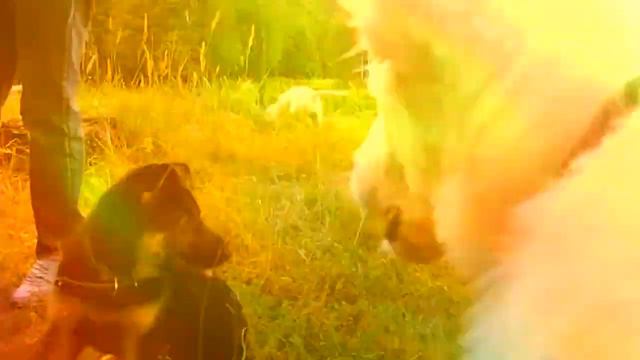 Воскресная прогулка-Summer 2015 смотреть онлайн