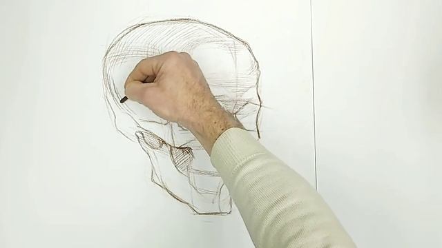 Построение черепа в ракурсе смотреть онлайн