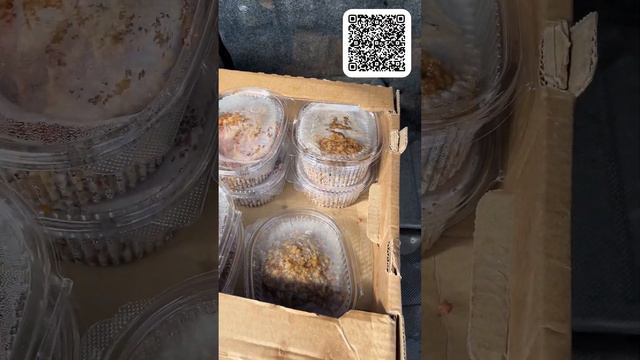 За август месяц было роздано 2692 порции горячей пищи #накормиголодного #рукапомощи_томск смотреть онлайн