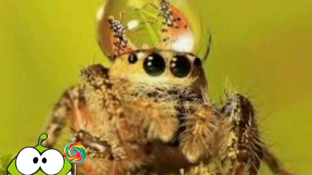 Паук скакун-идеальный домашний питомец (новая рубрика) смотреть онлайн