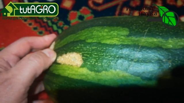 ЦАРЬ-КАБАЧОК или КАК ВКУСНО Я СЕГОДНЯ ПОУЖИНАЛ! Название сорта в комментариях и в описании к видео. смотреть онлайн