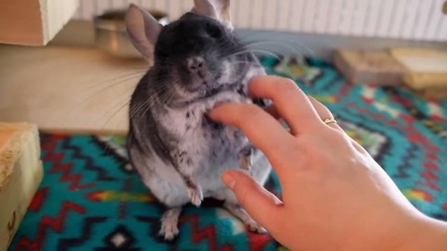 Lovable Jiggling Black Velvet Chinchilla смотреть онлайн