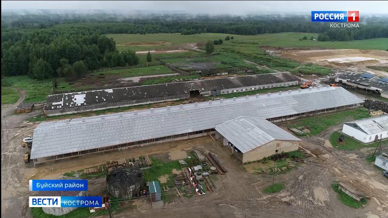 Костромских коров поселят на умной ферме