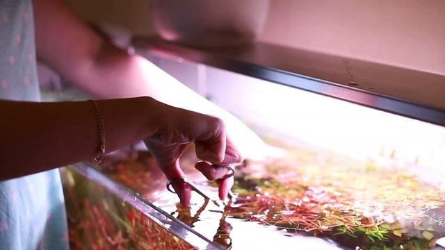 Результаты борьбы с водорослями! Очередная стрижка. Пересаживаю роталу. смотреть онлайн