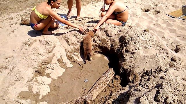 Щенок на пляже. Черное море. Болгария. смотреть онлайн