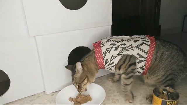 Черный кот перешёл дорогу... К чему это? смотреть онлайн