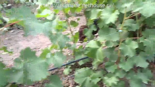 100+ новейших гибридных форм винограда на участке Олейника С. В. 5.08.2019. Часть 2 смотреть онлайн