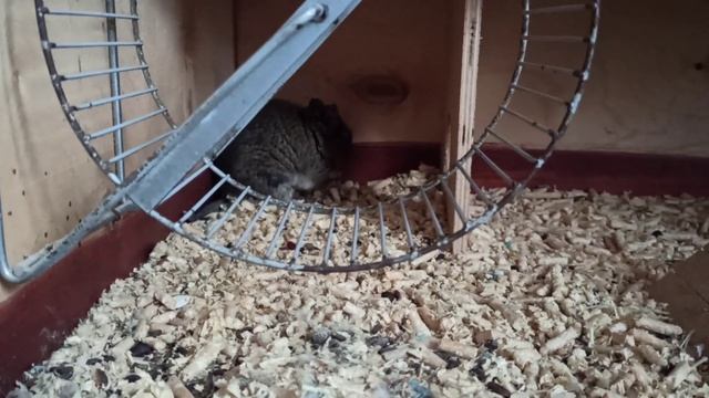 Хозяюшка???❤