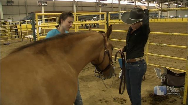 What Is Idaho Doing With Thousands Of Wild Horses?
