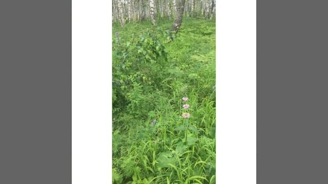 Описание фитоценоза. Практика по ботанике. Белякова Эрика смотреть онлайн