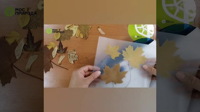 Мастер-класс «Гербарий из осенних листьев» смотреть онлайн