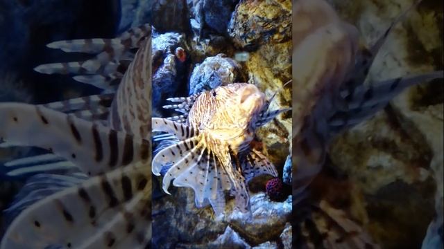 Рыба с ядовитыми шипами — Коричневополосая крылатка-зебра. Pterois. Striped lionfish смотреть онлайн