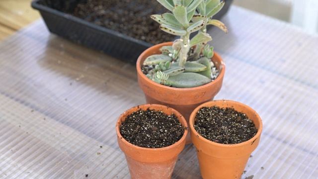 Kalanchoe Tomentosa Propagation