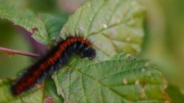 Pentax K-7 Video Mode - 