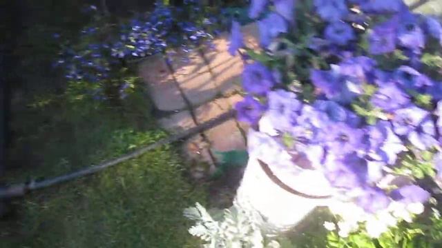 НЕ БОЛЬШОЙ ОБЗОРЧИК ТОМАТОВ НА 11 АВГУСТА . В ГОСТЯХ У ЕЛЕНЫ . СОВЕТУЮ ПОСМОТРЕТЬ ! смотреть онлайн