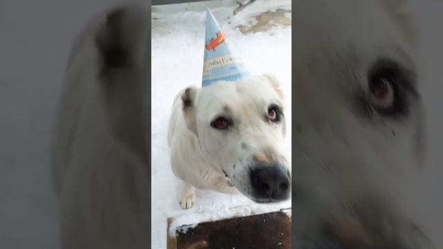Умка отмечает свой пятый День Рожденья! #сао #алабай #большаясобака #среднеазиатскаяовчарка смотреть онлайн