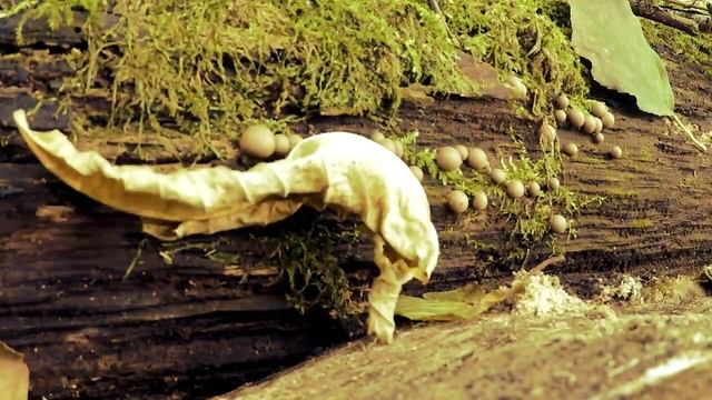 Варган и грибы. Что общего? Mushrooms and jew's harp. смотреть онлайн