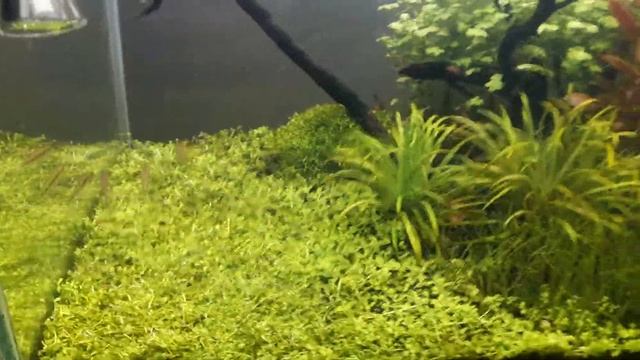 Аквариум на 40литров смотреть онлайн