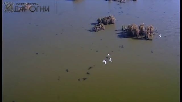 Идрис Абкар сура Ар-Рахман смотреть онлайн