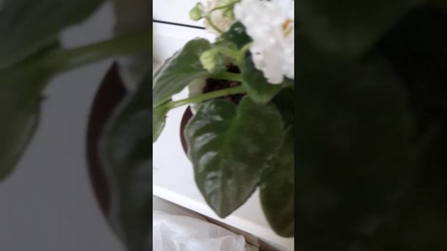 фиалка смотреть онлайн