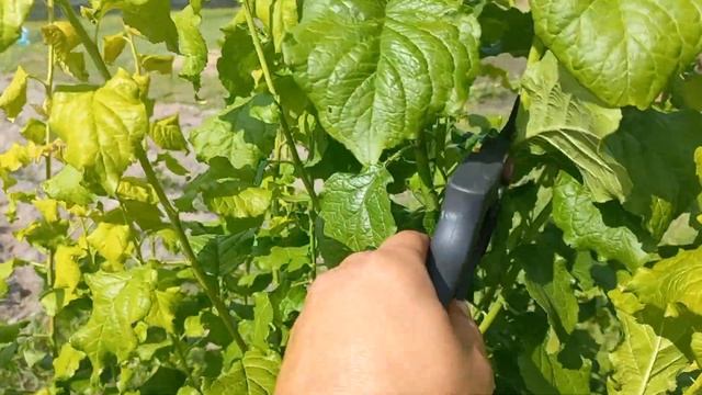 ОБРЕЗКА молодых деревьев ЛЕТОМ. Уберегите молодое дерево от болезней и не нужных веток прямо сейчас смотреть онлайн