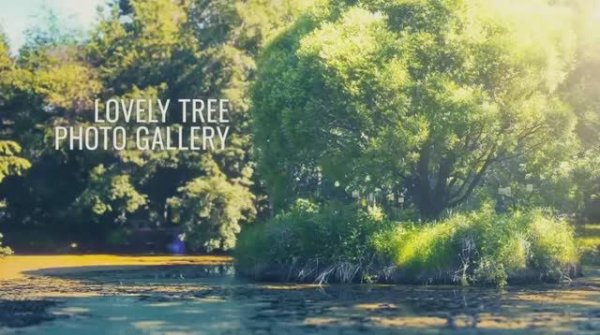 Videohive Lovely Tree Photo Gallery » Free After Effects Templates - Premiere Pro Templates.mp4